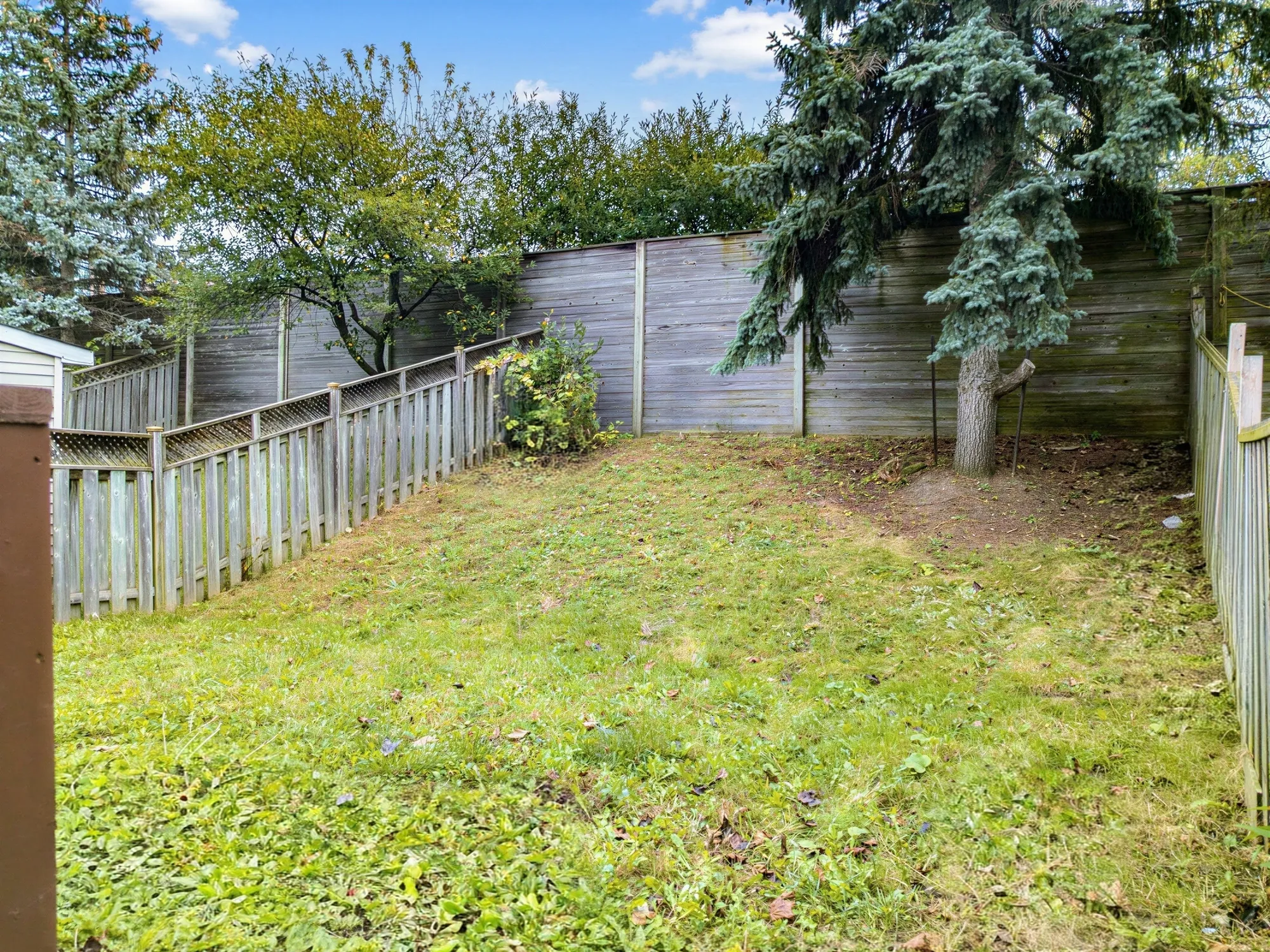 The back yard toward the rear fence: a lawn, a wooden fence and lattice, a tall blue spruce, trees beyond
